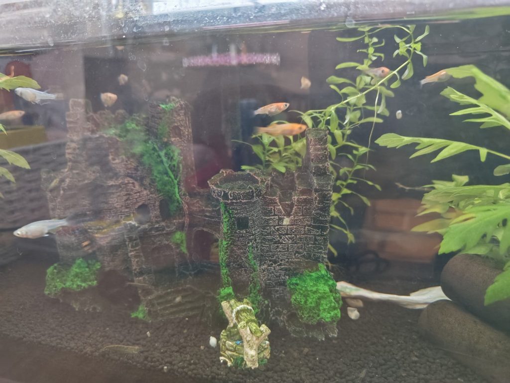 50cm水槽で屋内飼育しているメダカ